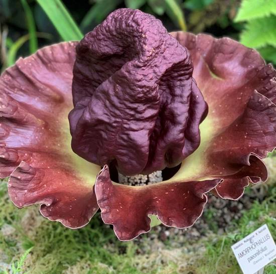 Amorphophallus Paeoniifolius