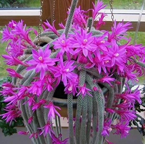 Aporocactus Flagelliformis