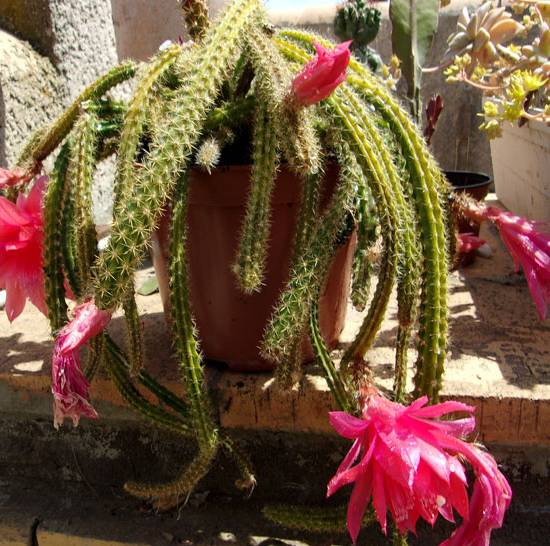 Aporocactus Mallisonii