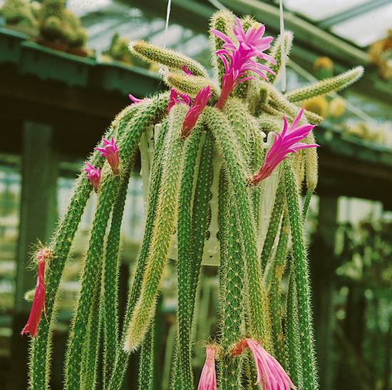 Aporocactus Melanie