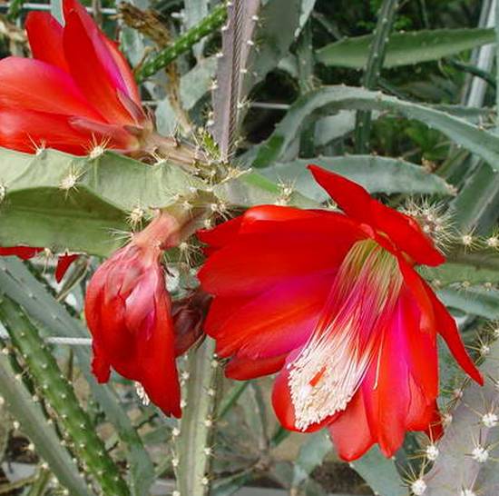 Aporocactus Speciosus