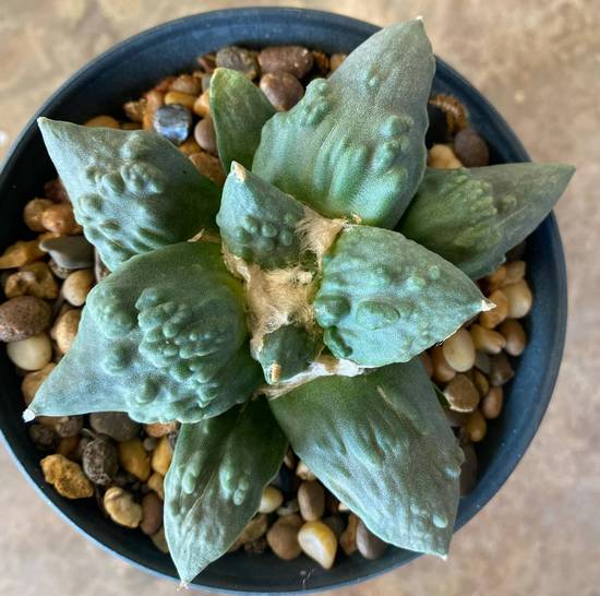 Ariocarpus Cauliflower
