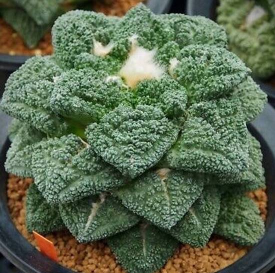 Ariocarpus Fissuratus Godzilla