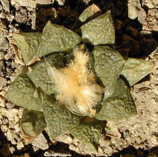Ariocarpus Fissuratus