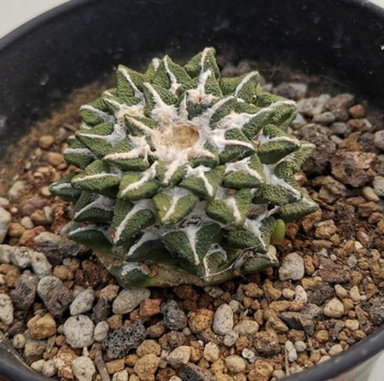 Ariocarpus Kotschoubeyanus
