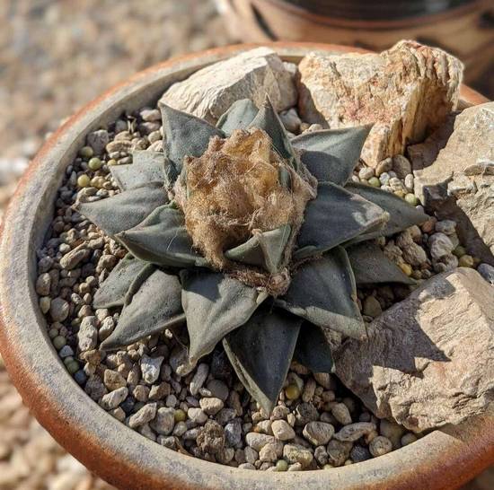 Ariocarpus Retusus
