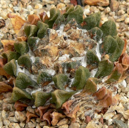 Ariocarpus Scaphirostris
