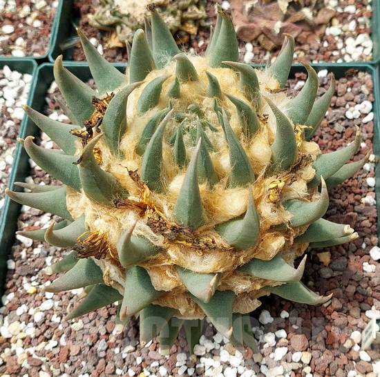 Ariocarpus Trigonus