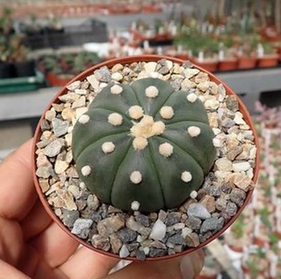 Astrophytum Asterias Nudum
