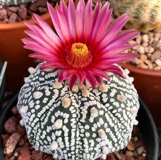 Astrophytum Asterias Super Kabuto