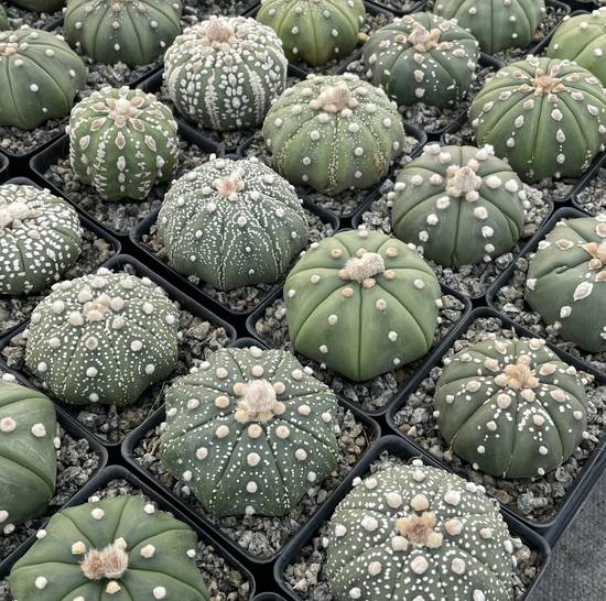 Astrophytum Asterias