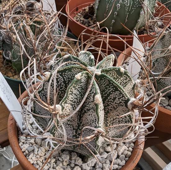 Astrophytum Capricorne