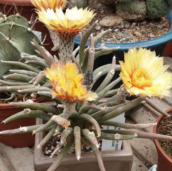 Astrophytum Caput-Medusae