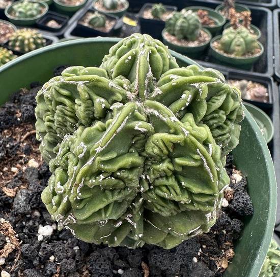 Astrophytum Myriostigma Fukuryu