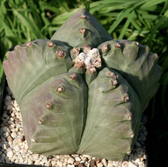 Astrophytum Myriostigma Kikko