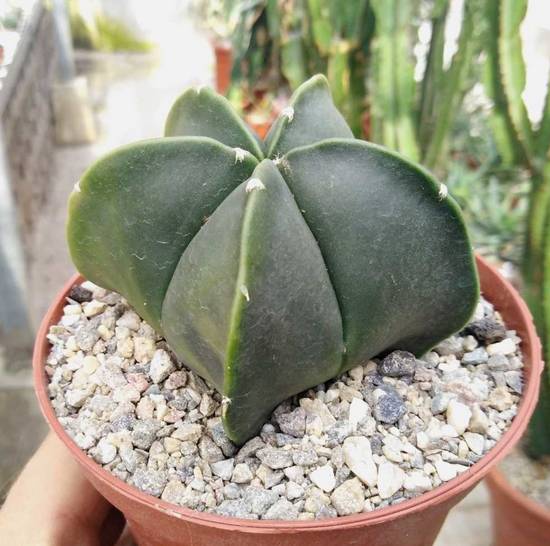 Astrophytum Myriostigma Nudum