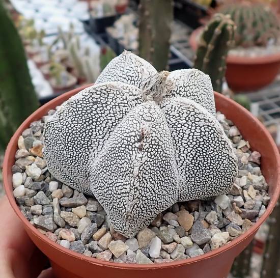 Astrophytum Myriostigma Onzuka
