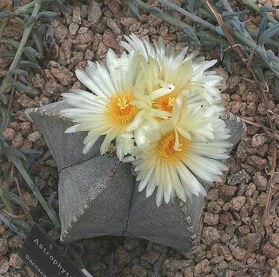 Astrophytum Myriostigma