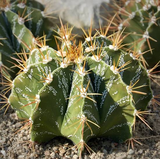 Astrophytum Ornatum