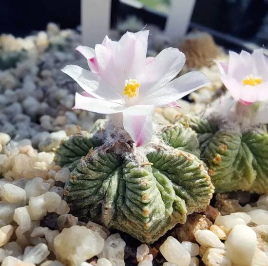 Aztekium Ritteri