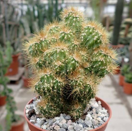 Cereus Peruvianus Monstruoso