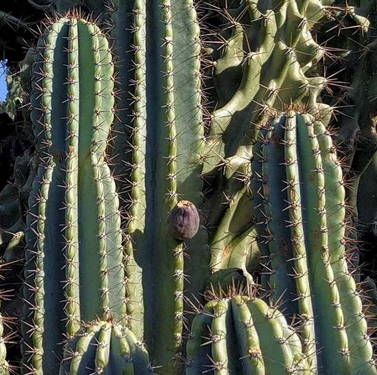 Cereus Peruvianus