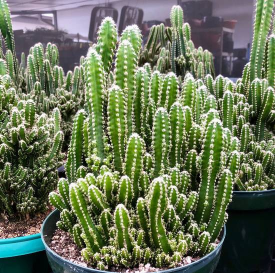 Cereus Tetragonus
