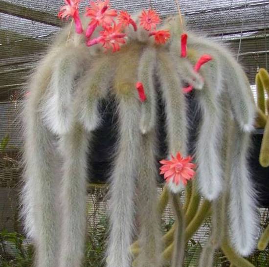 Cleistocactus Colademononis