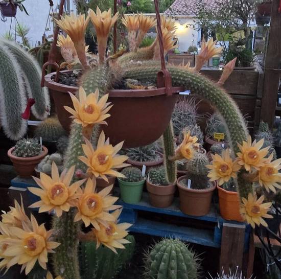 Cleistocactus Humkes Kleine Gelbe