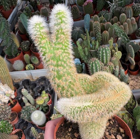 Cleistocactus Jujuyensis Cristata