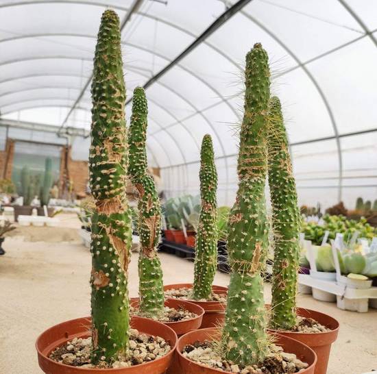 Cleistocactus Jujuyensis Monstruoso