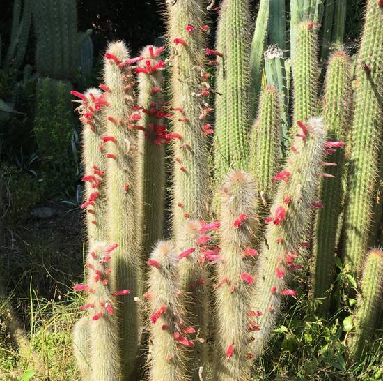 Cleistocactus Jujuyensis