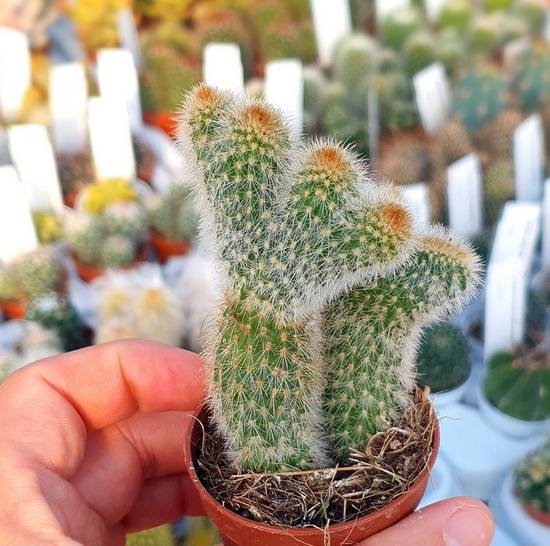 Cleistocactus Morawetzianus Cristata