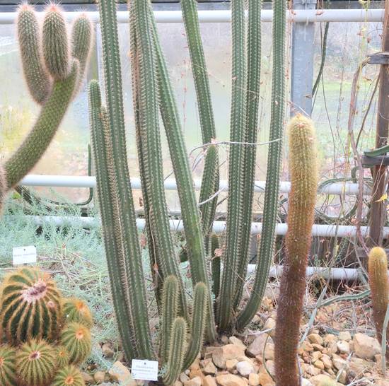 Cleistocactus Morawetzianus