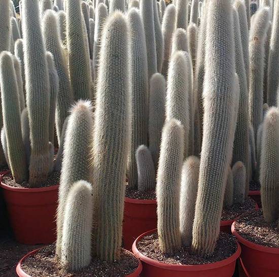 Cleistocactus Strausii