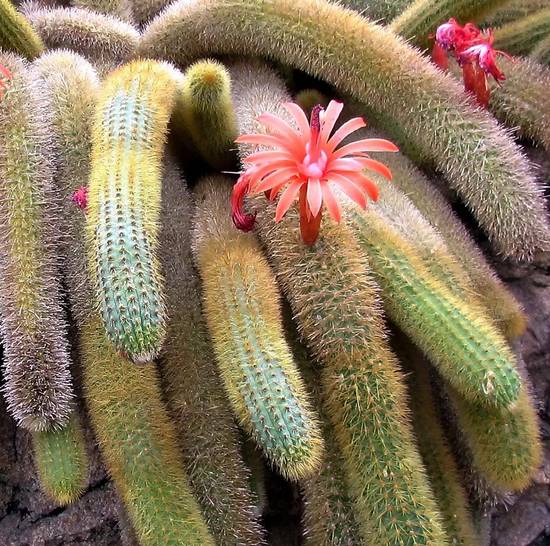 Cleistocactus Winteri