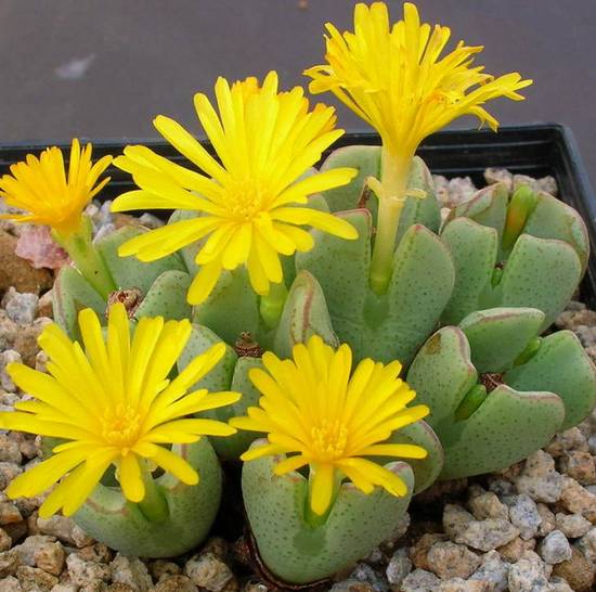 Conophytum Bilobum