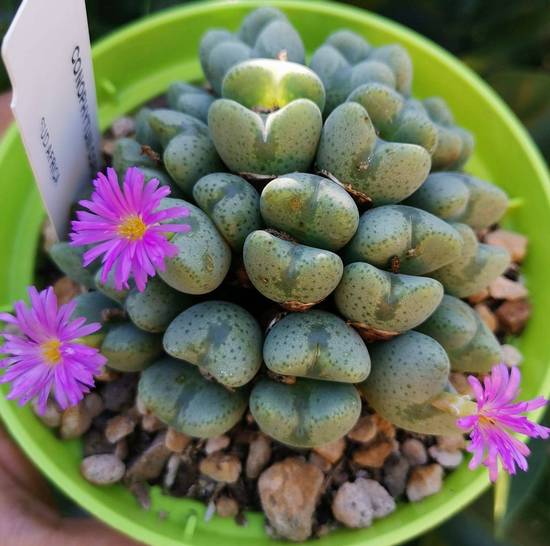Conophytum Cordatum