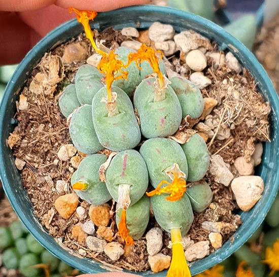 Conophytum Globosum
