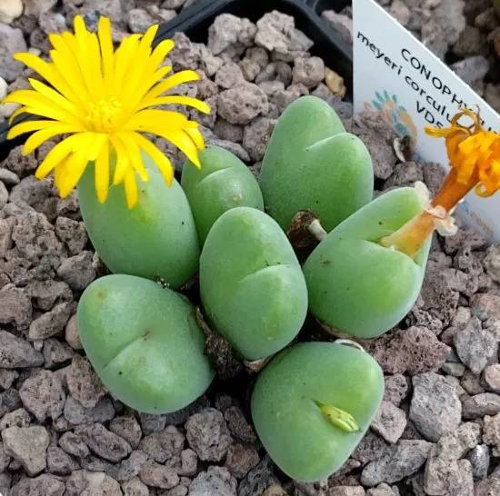 Conophytum Meyeri