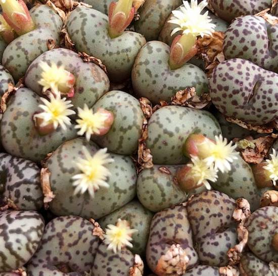 Conophytum Obcordellum