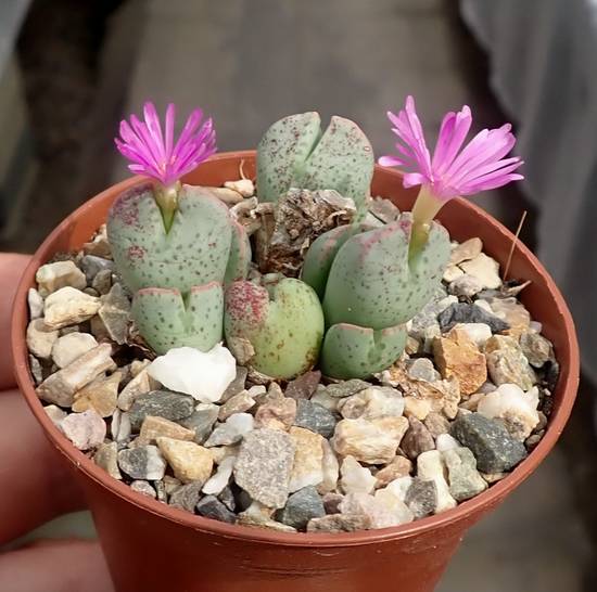 Conophytum Taylorianum Ernianum