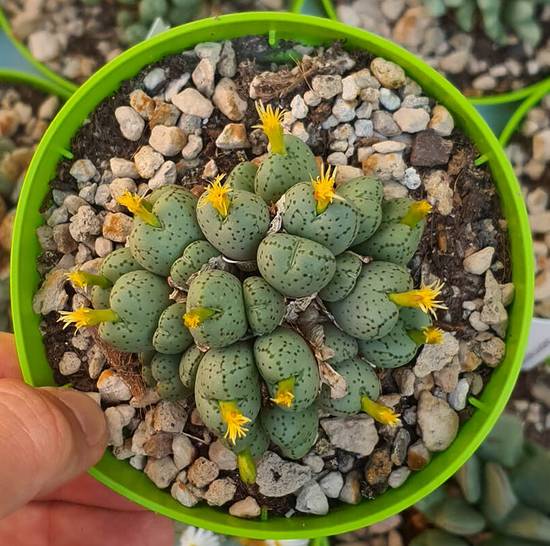 Conophytum Velutinum
