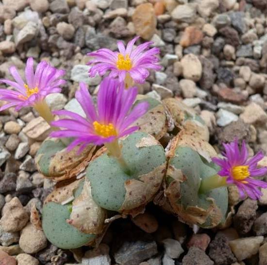 Conophytum Wettsteinii