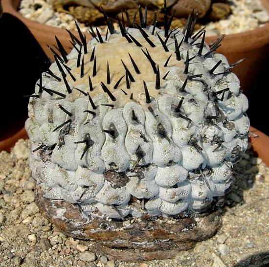 Copiapoa Cinerea