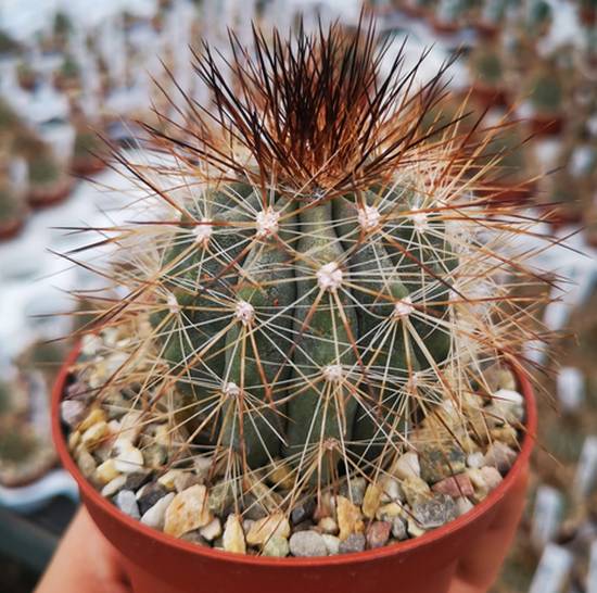 Copiapoa Krainziana Brunispina