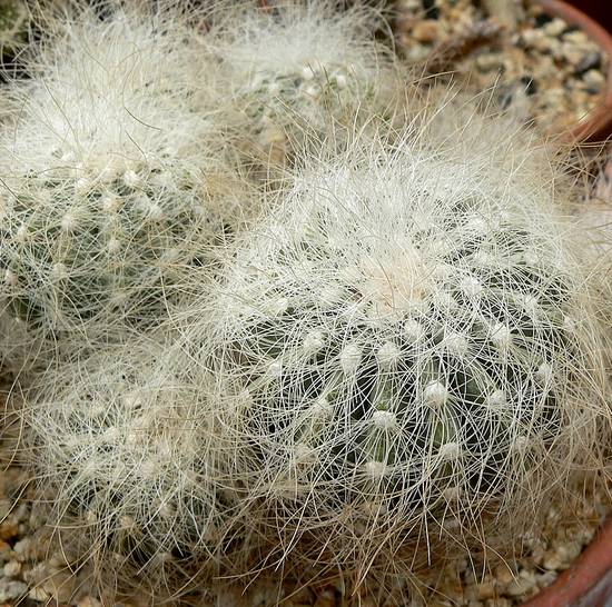 Copiapoa Krainziana