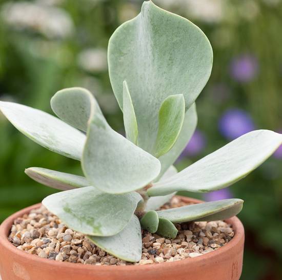 Cotyledon Orbiculata