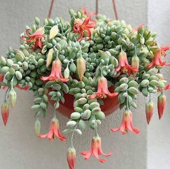 Cotyledon pendens