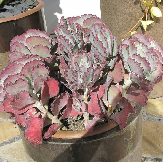 Cotyledon Undulata